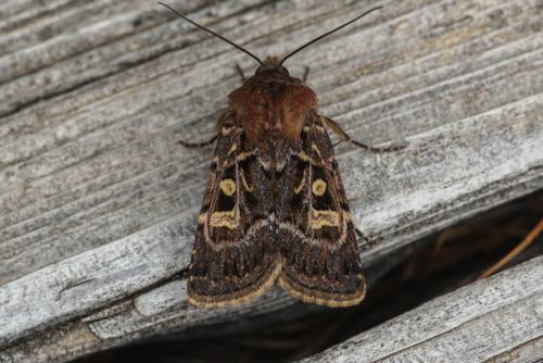 Réf. 222 549 : Chersotis ocellina